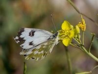 Pontia edusa Danuzlav lake, Crimea, Russia 20150911_0324