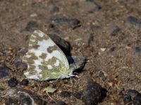 Pontia edusa Olinovki, Crimea, Russia 20150911_0337