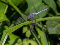 Orthetrum brunneum male Botanical garden, Yalta, Crimea, Russia 20150916_0112