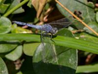 Orthetrum brunneum male Botanical garden, Yalta, Crimea, Russia 20150916_0113