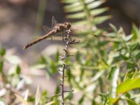 Sympetrum fonscolombii female Botanical garden, Yalta, Crimea, Russia 20150916_0094