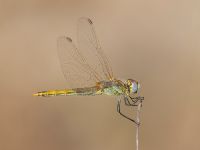 Sympetrum fonscolombii female Karadag, Koktebel, Crimea, Russia 20150920_0027