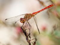 Sympetrum meridionale ad male Olinovki, Crimea, Russia 20150911B_0541