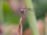 Sympetrum striolatum female Botanical garden, Yalta, Crimea, Russia 20150916_0064