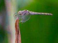 Sympetrum striolatum female Botanical garden, Yalta, Crimea, Russia 20150916_0065