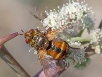 Tachina fera Karadag, Koktebel, Crimea, Russia 20150920_0037