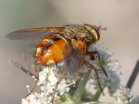 Tachina fera Karadag, Koktebel, Crimea, Russia 20150920_0039