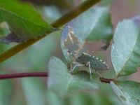 Rhaphigaster nebulosa Sevastopol-Yalta, Crimea, Russia 20150915_0375