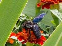 Xylocopa violacea male Botanical garden, Yalta, Crimea, Russia 20150916_0089