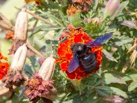 Xylocopa violacea male Botanical garden, Yalta, Crimea, Russia 20150916_0091