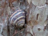 Gastropoda Yevpatoria, Crimea, Russia 20150912_0468