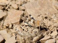 Oedipoda caerulescens Demergy, Crimea, Russia 20150918_0111