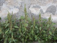 Amaranthus hybridus Yevpatoria, Crimea, Russia 20150910_0214