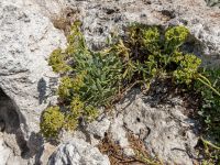 Crithmum maritimum Olenovka, Crimea, Russia 20150911_0104