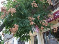 Koelreuteria paniculata Yevpatoria, Crimea, Russia 20150910_0204