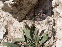 Limonium vulgare Olenovka, Crimea, Russia 20150911_0105