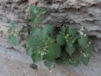 Solanum nigrum Yevpatoria, Crimea, Russia 20150910_0222