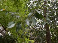 Ulmus minor Yevpatoria, Crimea, Russia 20150910_0210