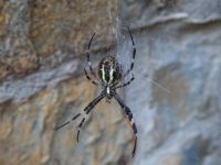 Argiope bruennichi Kapsel Ilgeri, Sudak, Crimea, Russia 20150918_0069-1