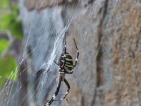 Argiope bruennichi Kapsel Ilgeri, Sudak, Crimea, Russia 20150918_0073-1