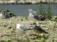 Larus michahellis 1cy, 2cy et 3cy Podstrana, Croatia 20080707 248