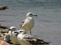 Larus michahellis 2cy Podstrana, Croatia 20080707 262