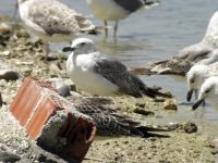 Larus michahellis 4cy et 1cy Podstrana, Croatia 20080707 251