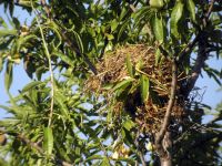 Passer hispaniolensis nest Vrsine, Croatia 20080709 422