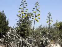 Agave americana Biokovo, Croatia 20080707 297