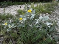 Inula verbascifolia Biokovo, Croatia 20080707 20080707 242