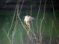 Nycticorax nycticorax ad Achna reservoir, Cyprus 20070628 216