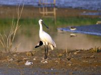 Platalea leucorodia ad Achna reservoir, Cyprus 20070628 209