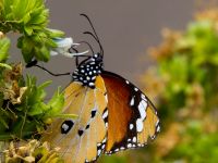 Danaus chrysippus Betancuria, Fuerteventura, Canary Islands, Spain 20120222B 209