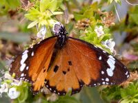 Danaus chrysippus Betancuria, Fuerteventura, Canary Islands, Spain 20120222B 213