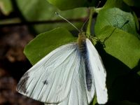 Pieris rapae ad Barranco de Vinamar, Fuerteventura 20120221B 429