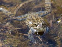 Rana macrocnemis Rivulet Southern Stepantsminda, Mtskheta-Mtianeti, Georgia 20180424_2445