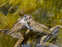 Rana macrocnemis Rivulet Southern Stepantsminda, Mtskheta-Mtianeti, Georgia 20180424_2454