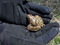 Rana macrocnemis Rivulet Southern Stepantsminda, Mtskheta-Mtianeti, Georgia 20180424_3434