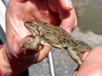 Rana macrocnemis Sno Valley, Stepantsminda, Mtskheta-Mtianeti, Georgia 20180425_3379