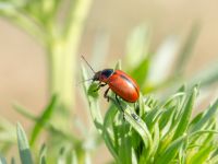 Coleoptera Valley 3.5 km NNE Lemshveniera, Kakheti, Georgia 20180429_0394