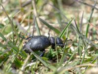 Meloe sp. Devdoraki Valley, Stepantsminda, Mtskheta-Mtianeti, Georgia 20180425_2078