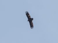 Aegypius monachus Plain and valley 2.8 km WNW Dalis Reservoir Tower, Chachuna, Kakheti, Georgia 20180427_1407