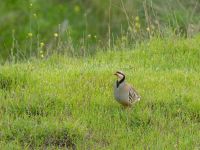 Alectoris chukar kleini Chachuna, Kakheti, Georgia 20180427_1472