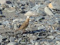 Anthus cervinus Sno Valley, Stepantsminda, Mtskheta-Mtianeti, Georgia 20180425_2172