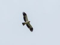 Aquila pennatus Patardzeuli, Kakheti, Georgia 20180428_0859