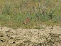 Athene noctua indigena Valley 3.2 km NW Dalis Reservoir Tower, Chachuna, Kakheti, Georgia 20180427_1258