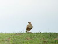 Buteo rufinus Chachuna, Kakheti, Georgia 20180427_1507