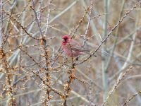 Carpodacus rubicilla rubicilla male Kuro S, Stepantsminda, Mtskheta-Mtianeti, Georgia 20180424_2335