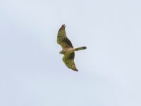 Circus pygargus 2cy female 3.5 km W Gamardjveba, Mtskheta-Mtianeti, Georgia 20180428_0543