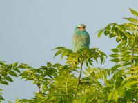 Coracias garrulus garrulus Chachuna, Kakheti, Georgia 20180427_0912